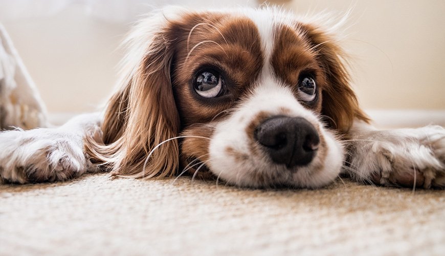 Pet Stain & Odor Removal in Culpeper VA | Amazing Carpet Cleaning Pet Stain & Odor Removal in Culpeper VA | Amazing Carpet Cleaning