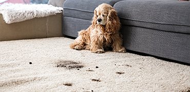 Why Choose Our Home Carpet Cleaning Services?