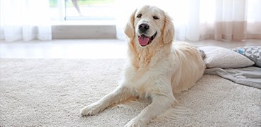 Why Pet Stains and Odors Need Professional Cleaning